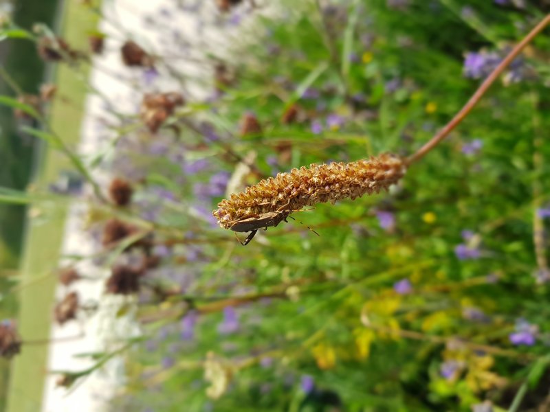 PUNAISE ALIDIDAE. Phytophage, se nourrissant de parties végétales et de graines. Fay EPHAD massif de fleurs. FABRICE GODET